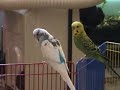 A day in budgie kingdom