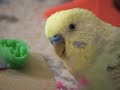 A day in budgie kingdom
