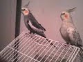 bruks cantando bruks cantando