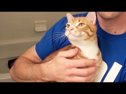 How To Bathe a Cat - YouTube