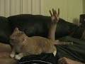 Itchy Butt
