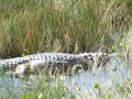 crocvideo.AVI
