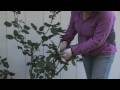 Plant Care & Gardening : How to Prune Climbing Roses for Winter