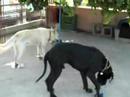 ektoras & bruno