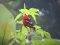 White-winged Tanager
