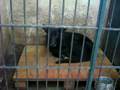EN EL PASTEUR LOS PERROS SUFREN. QUIEN ES RESPONSABLE?