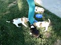 Alapaha Bulldog Puppies (bluebloodbulls.com)
