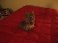 Yorkie Silky romping in bed Yorkie Silky romping in bed