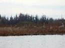 Sandhill Cranes in Okefenokee 1/2/07 part 2 Sandhill Cranes in Okefenokee 1/2/07 part 2