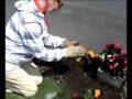 Gardening: instant colour for your flower beds