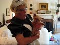 MOST PAMPERED PUP (Yorkshire Terrier) AND HER FRENCH MAID