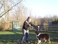 Australian Shepherd Conformation Practice