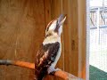 Laughing Kookaburra Laughing Kookaburra