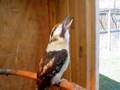 Laughing Kookaburra
