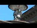 Florence in a nutshell HD - 1 of 2 - travel guide of italy