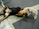 Morkie vs Rottweiler