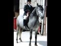 Oliver Battle with Laminitis