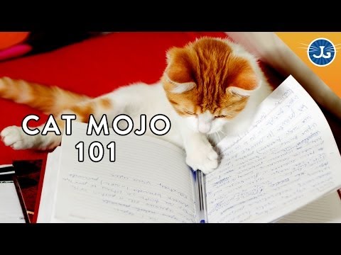 Domestic Cat Behavior