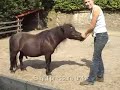 Traditionally, the lateral or sideways movements have always been seen as the ultimate proof of the necessity of reins when gymasticizing horses: only with the aid of the reins you would be able to flex your horse on the circle, in shoulder-in and -out, travers, renvers and the appuyement. However, that of course doesn't stop us from trying nonetheless, ;)) as we tend to see these dressage exercises and collection as something that is the most natural form of self-expression there is for horses. Something which they are quite capable of without any human contact at all, so why not restrict that human contact only to a few suggestions and a lot of rewards in order to let the horses rediscover these movements on their own?

What you see in this video is work in progress, nothing more, nothing less. But it just might inspire people to look outside the box and see what is possible when you have captured the enthusiasm of your horse for his own movements.

http://www.ArtofNaturalDressage.com