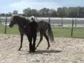 Art of Natural Dressage: 4. Lateral movements