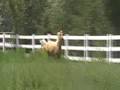 Alada Gold Dust-Palomino Colt