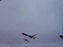 Dumb Seagulls in Virginia Beach