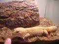 lepoard gecko color guy 2