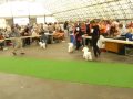 Good Girl Charnett on International show Mlada Boleslav