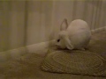 Bunny vs Straw mat vol.2