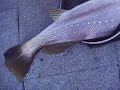 Aaron with a 9kg lure caught jewfish