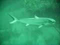 HUGE Amberjack HUGE Amberjack