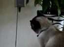 mon chat facinn� par un repportage sur les chats dans 30 million d'amis !
