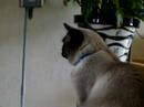 mon chat facinn� par un repportage sur les chats dans 30 million d'amis !