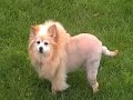 Lion Dogs - Bongo & Coco Lion Dogs - Bongo & Coco