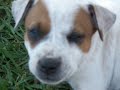 Jess and pups2