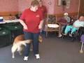 videos de CapeCast: Paws of fury!