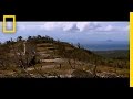 Mountain Chicken