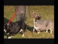 BBC Country File Vulnerable Breeds