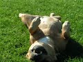Staffordshire Bull Terrier Chilli and Kaya