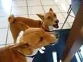Basenji