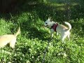 http://www.youtube.com/watch?v=S13Jp8SXySU chorkie in the grass watch and share