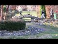 Canon VIXIA HF20 High Definition Quality Test