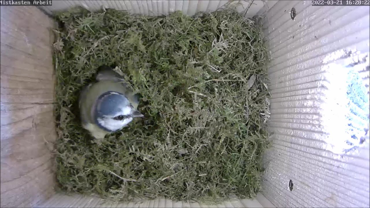 Kohlmeise im Blaumeisennest - nun aber deutlicher Fortschritt | 21.03.2022