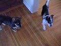 Please play with me