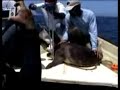 Monitoreo de Poblaciones y Salud de Tortugas Marinas