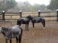 fazenda cavalos