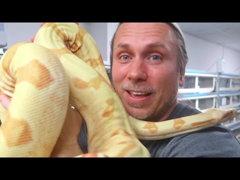 YouTube reptile video