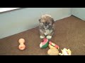 Agreatdog Shih Tzu Video Rip 11-21-09