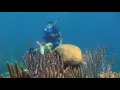 Scuba diving Bermuda - YouTube