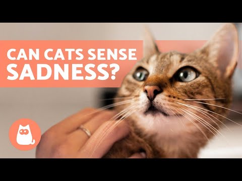 Can CATS Sense Our EMOTIONS? 🐱❤️ Find out!
